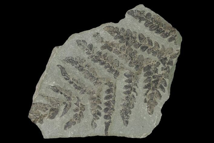 Pennsylvanian Fossil Fern (Neuropteris) Plate - Kentucky #158724